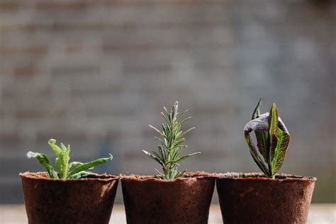 蘭花種植材料|蘭花種植材料全攻略：選擇與使用指南 